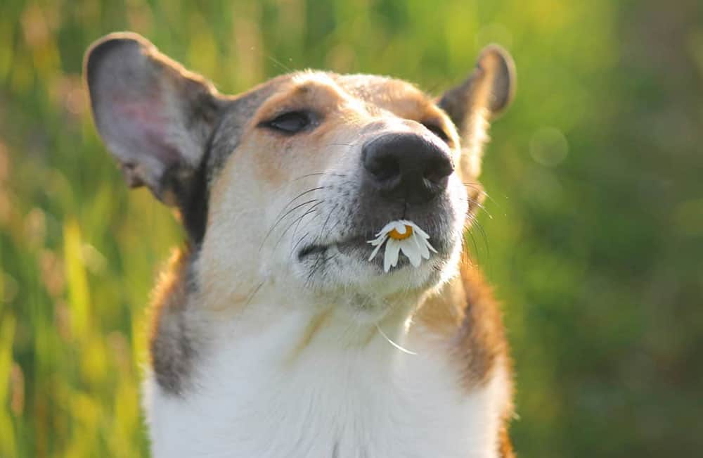 Portrait of Short-haired Collie chewing flower