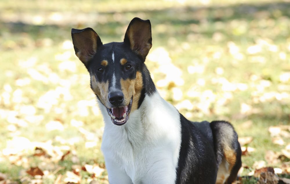 A Smooth Collie dog in autumn scenery