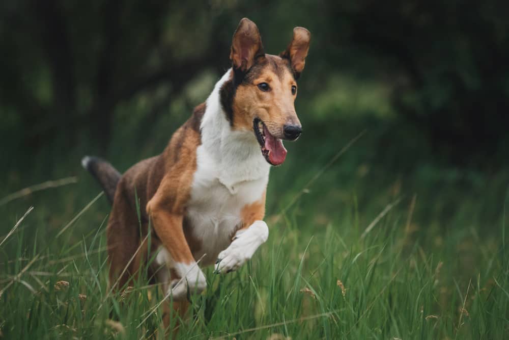 A Smooth Collie dog running on the nature