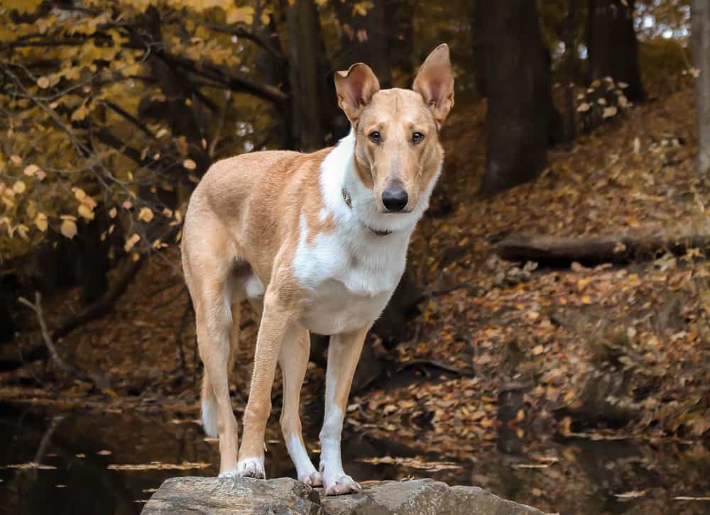 A Smooth Collie dog in an autumn forest