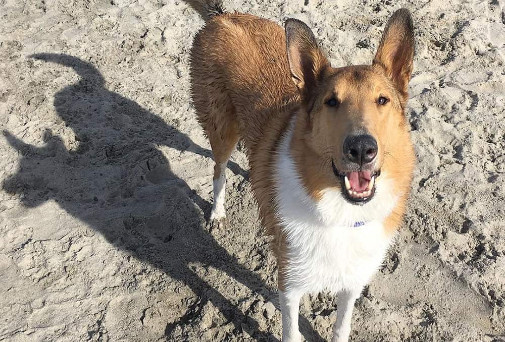 A wet Smooth Coated Collie on the beach
