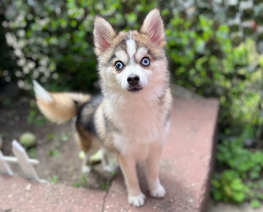 Blue-eyed Teacup Pomsky dog