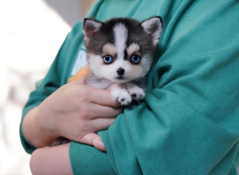 Caring for your Teacup Pomsky