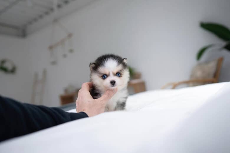 A charming Toy Pomsky puppy