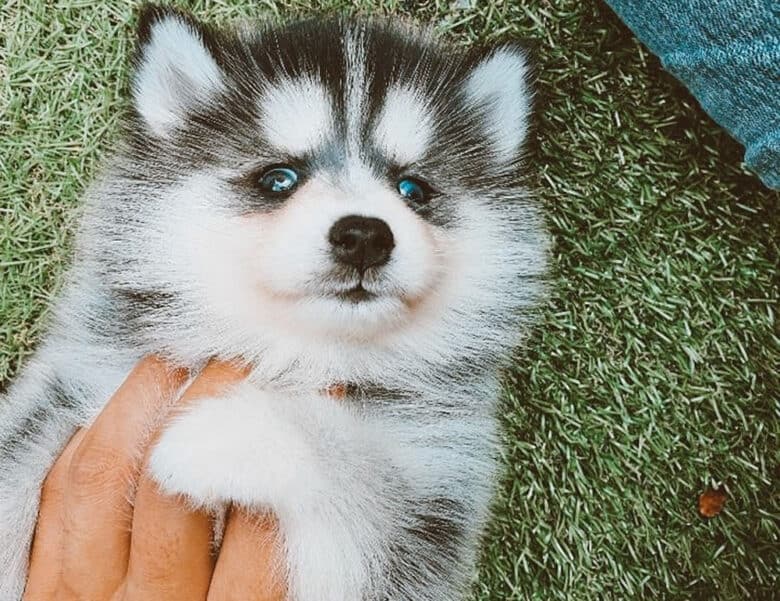 A Miniature Pomsky playing with the owner