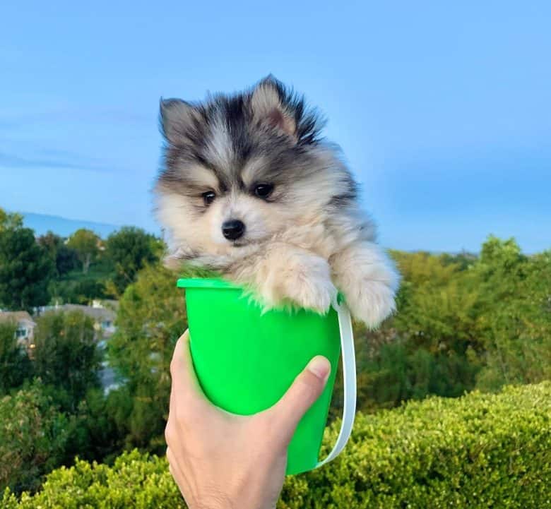 Teacup Pomsky puppy price